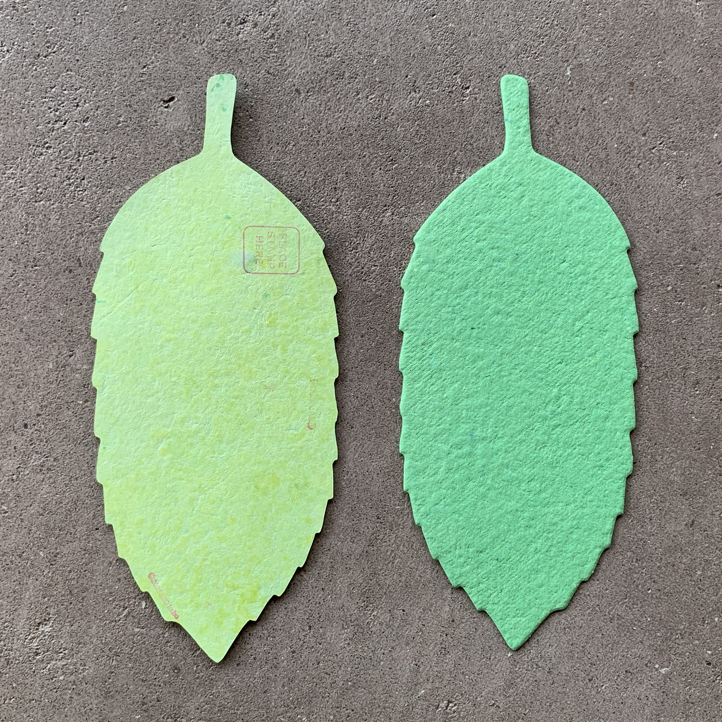 postcard 多羅葉の葉